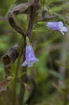 Limestone calamint